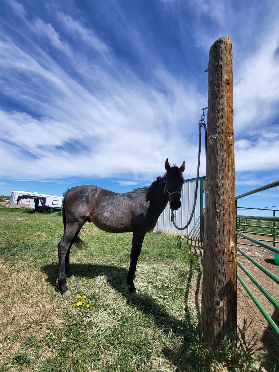 Bay roan gelding