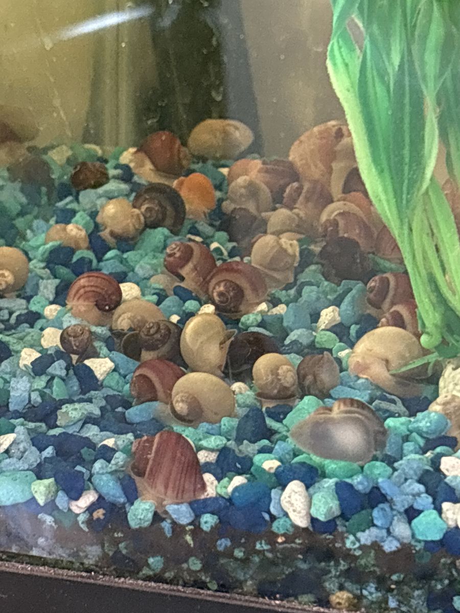 Aquarium Mystery Snails