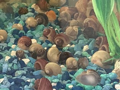 Aquarium Mystery Snails
