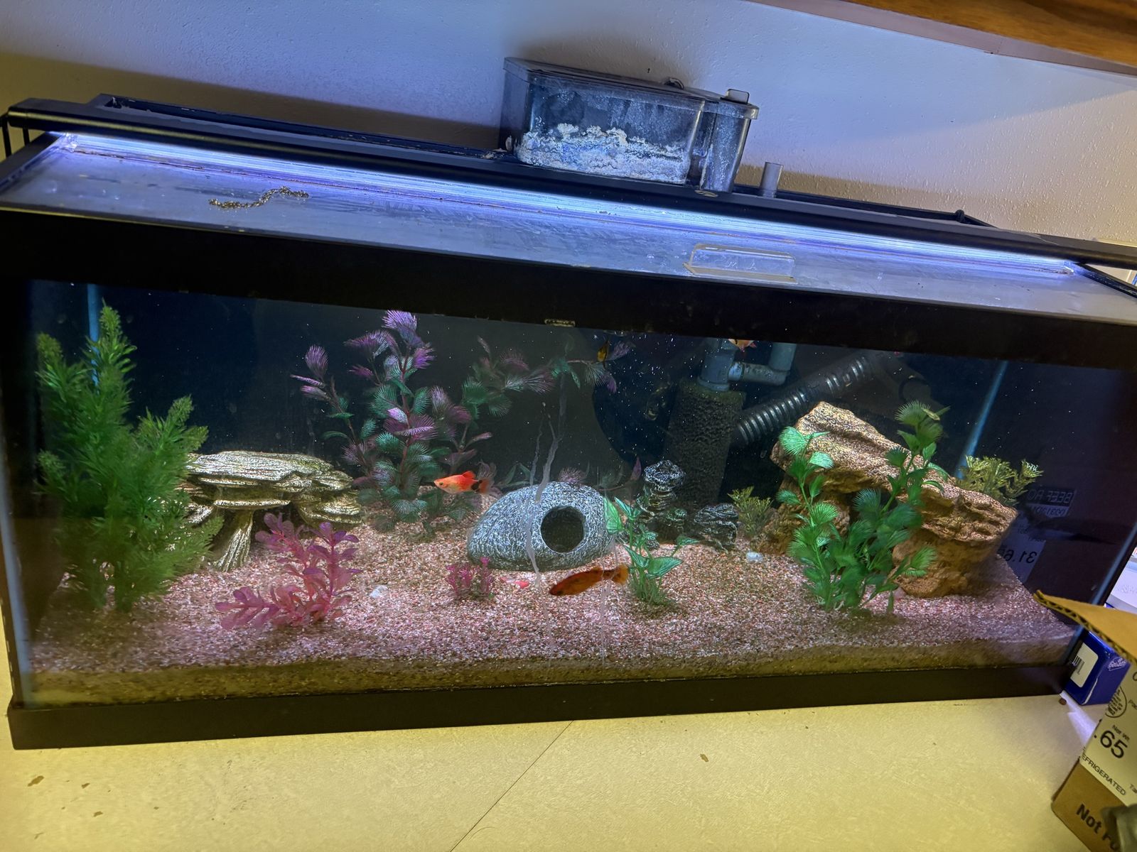 Fully Established 20 Gallon Tank