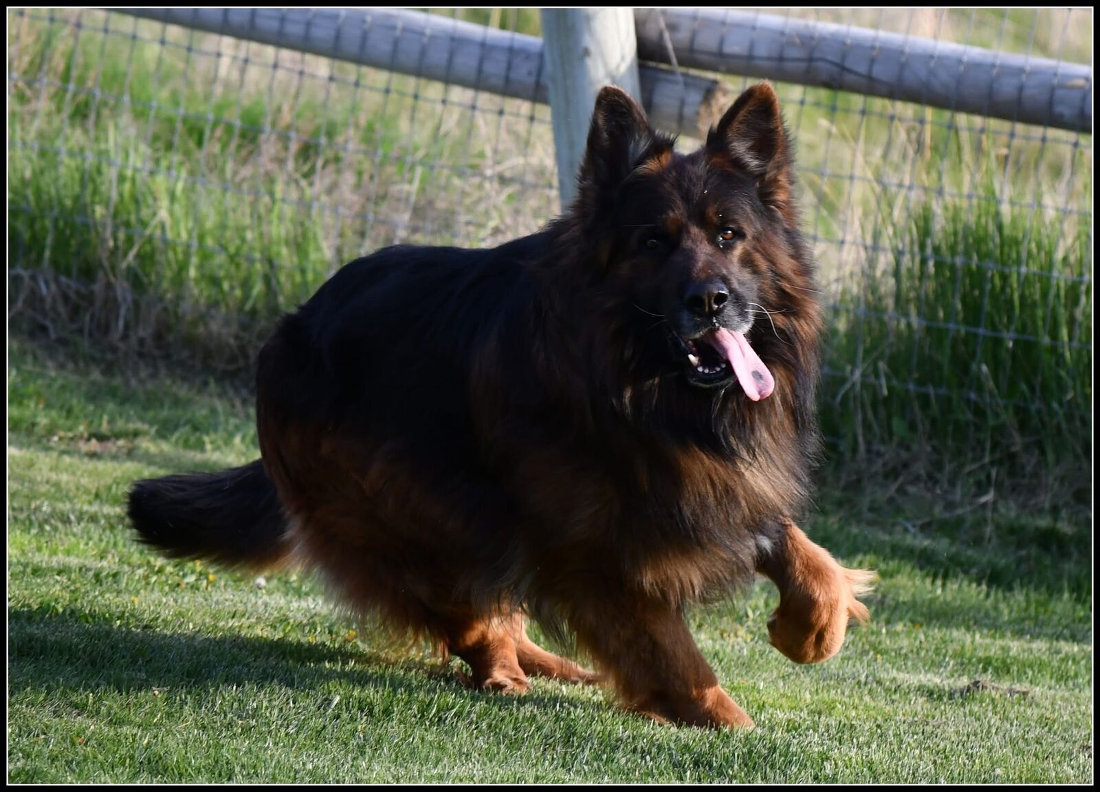 AKC long coat German Shepherds