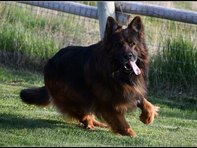 AKC long coat German Shepherds