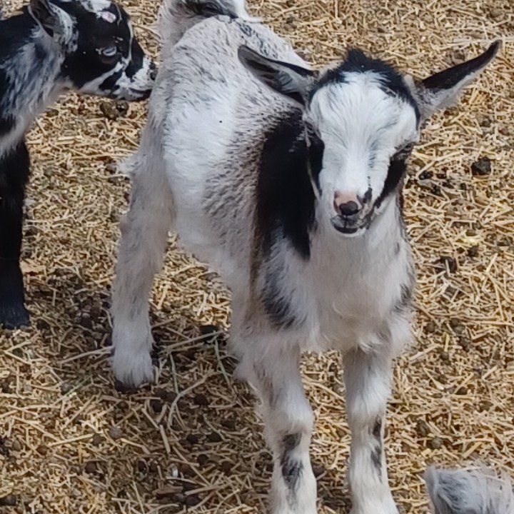 Blue eyed Nigerian Dwarf buckling