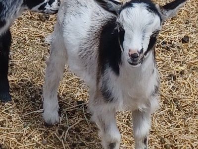 Blue eyed Nigerian Dwarf buckling