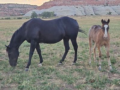 3n1 or 2n1 package deal Broodmare