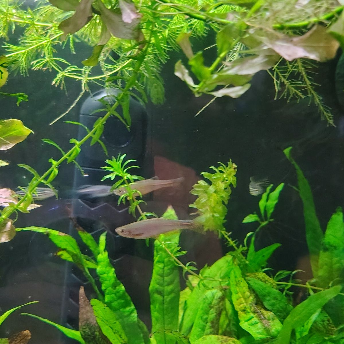 6 danios need to rehome