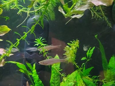 6 danios need to rehome