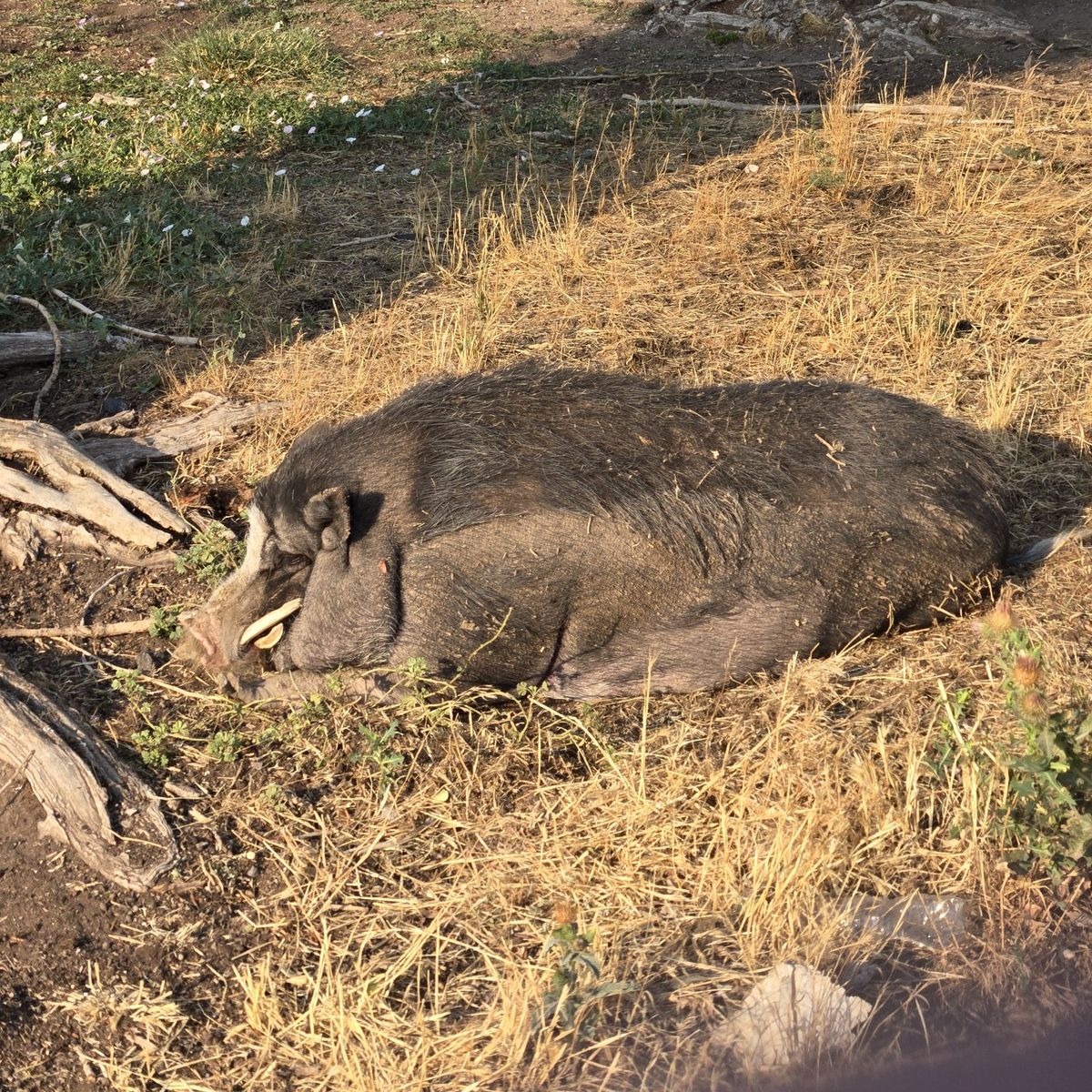 Black Potbellied Pig