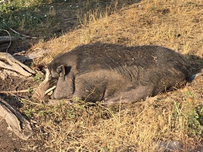 Black Potbellied Pig
