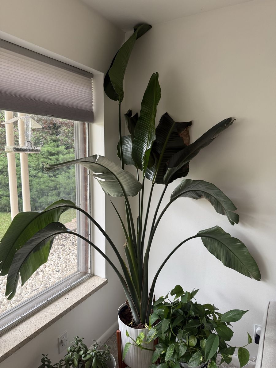 Large Bird of Paradise Plant, Live Indoor/Outdoor Houseplant