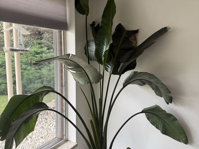 Large Bird of Paradise Plant, Live Indoor/Outdoor Houseplant