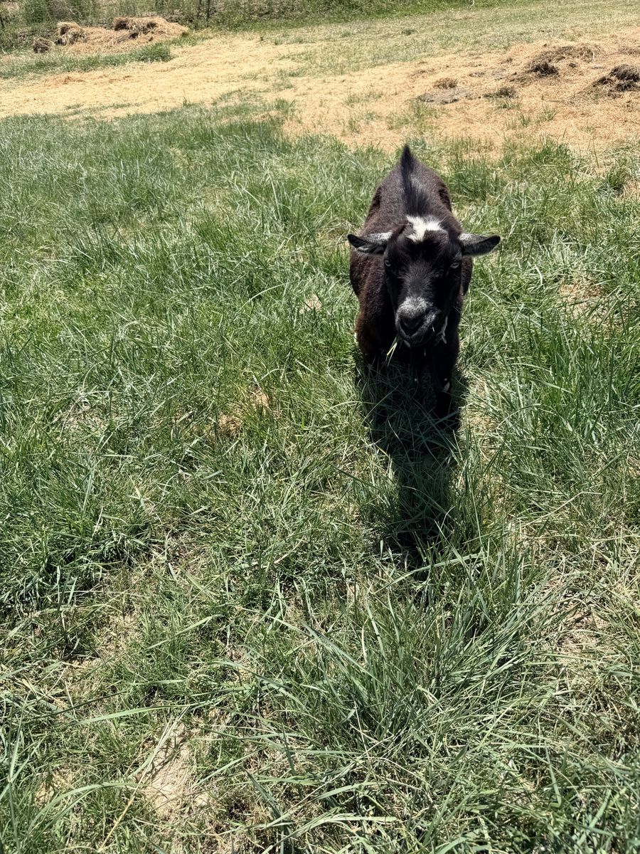 Friendly black weed eater goat