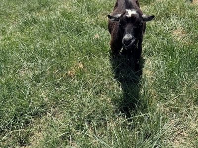 Friendly black weed eater goat