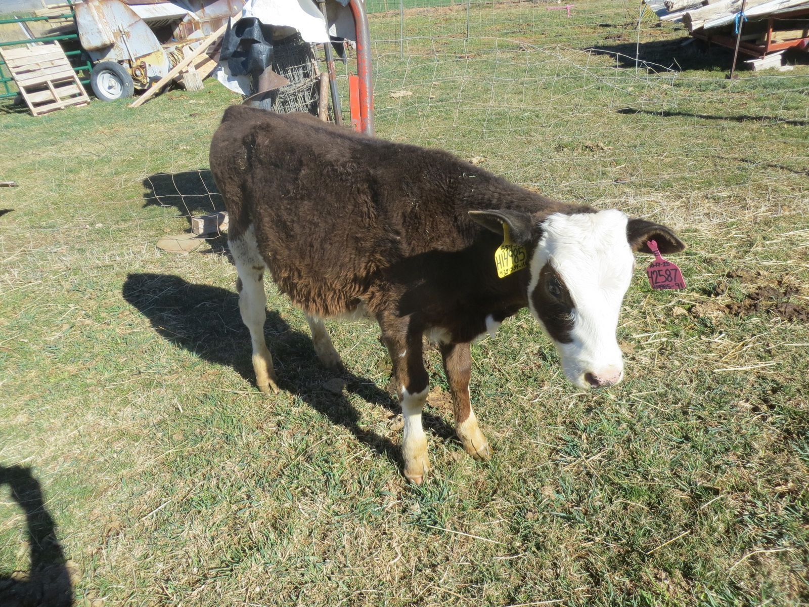Bull Calf-Dairy Beef Cross