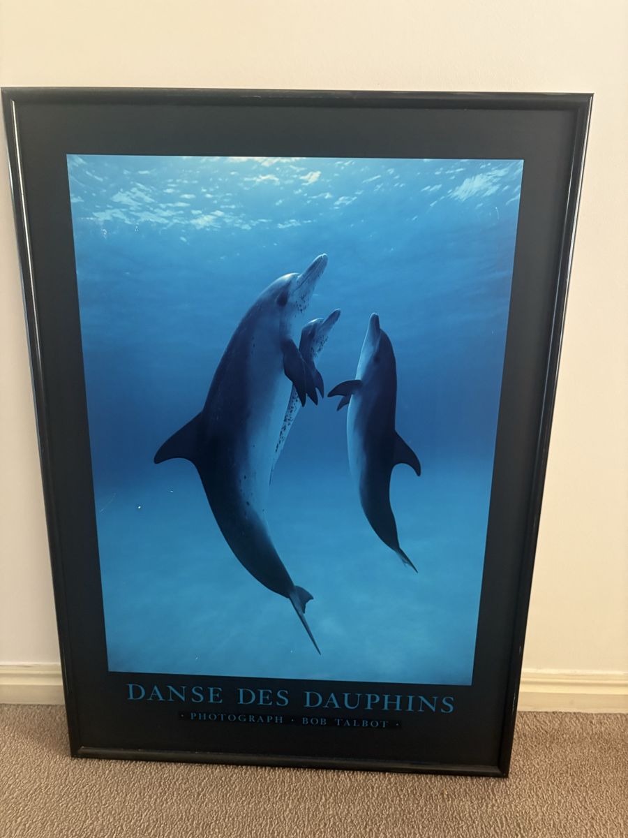 Danse Des Dauphins Framed Poster Photography by Bob Talbot. Framed, no glass
