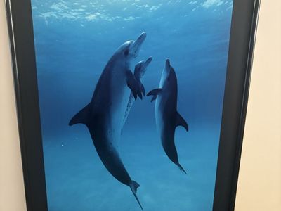Danse Des Dauphins Framed Poster Photography by Bob Talbot. Framed, no glass