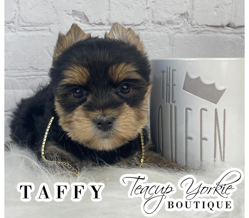 AKC Yorkshire Terrier Puppies (yorkie puppy)