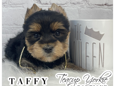 AKC Yorkshire Terrier Puppies (yorkie puppy)