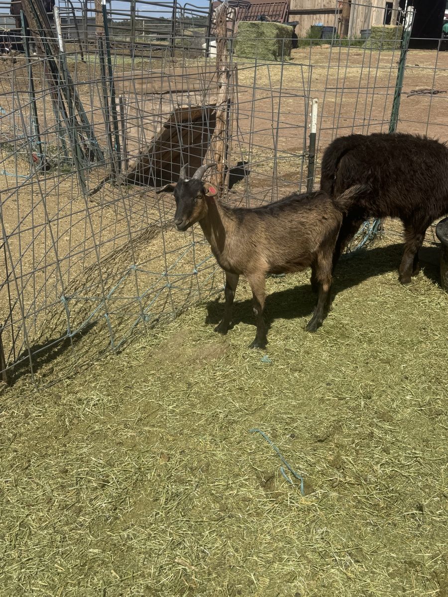 Yearling weathers