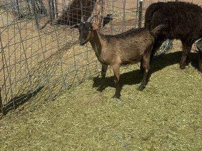 Yearling weathers