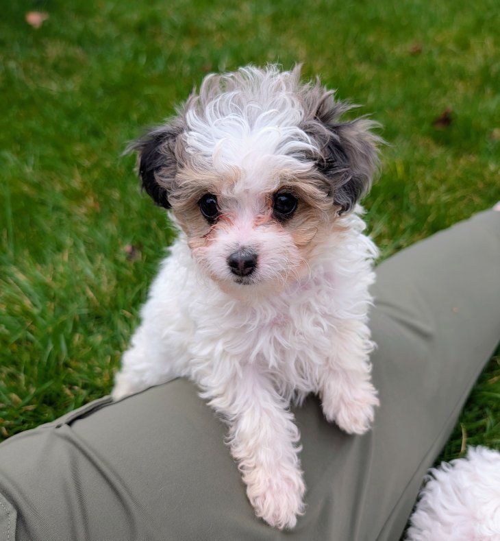 Tiny Toy Labradoodle Girl, 4-7lbs, Easter Ready!