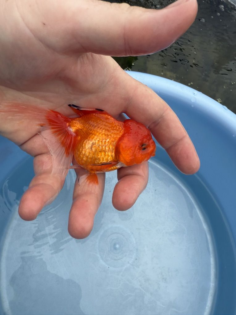 High Quality oranda Goldfish