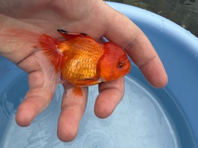 High Quality oranda Goldfish