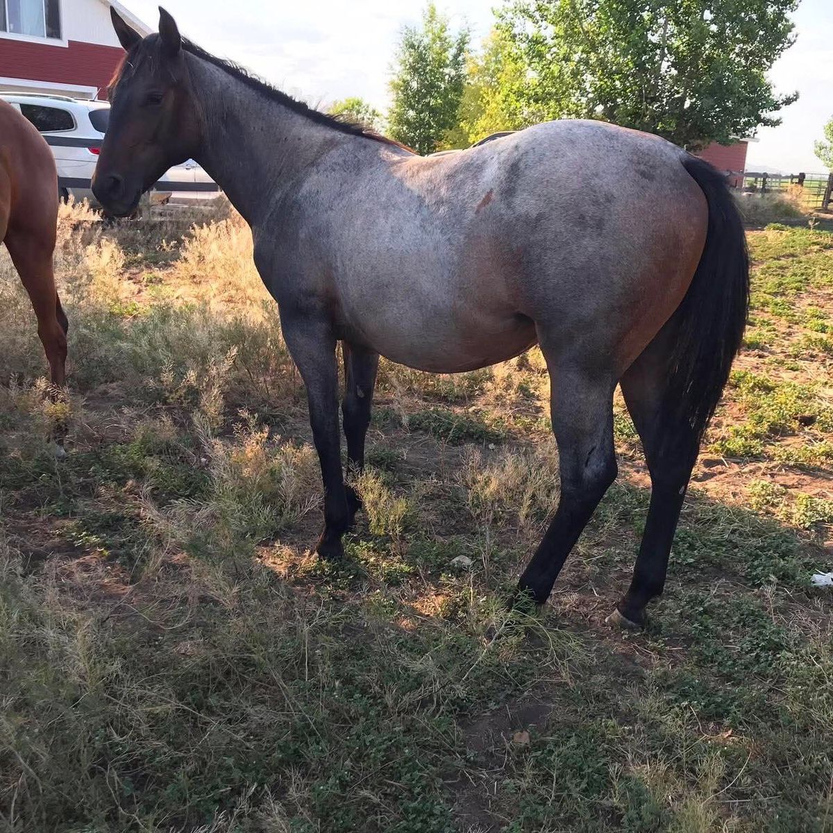 AQHA Roan Filly Yearling