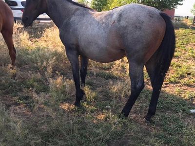 AQHA Roan Filly Yearling