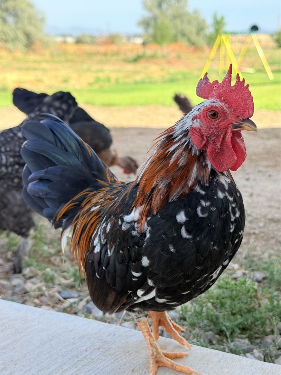 Serama Rooster