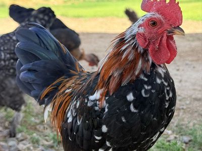 Serama Rooster