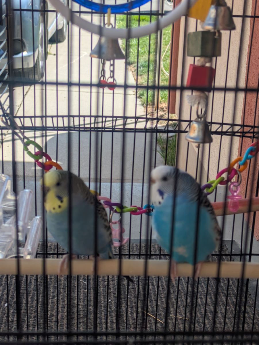 2 parakeets for sale!
