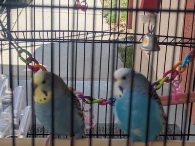 2 parakeets for sale!