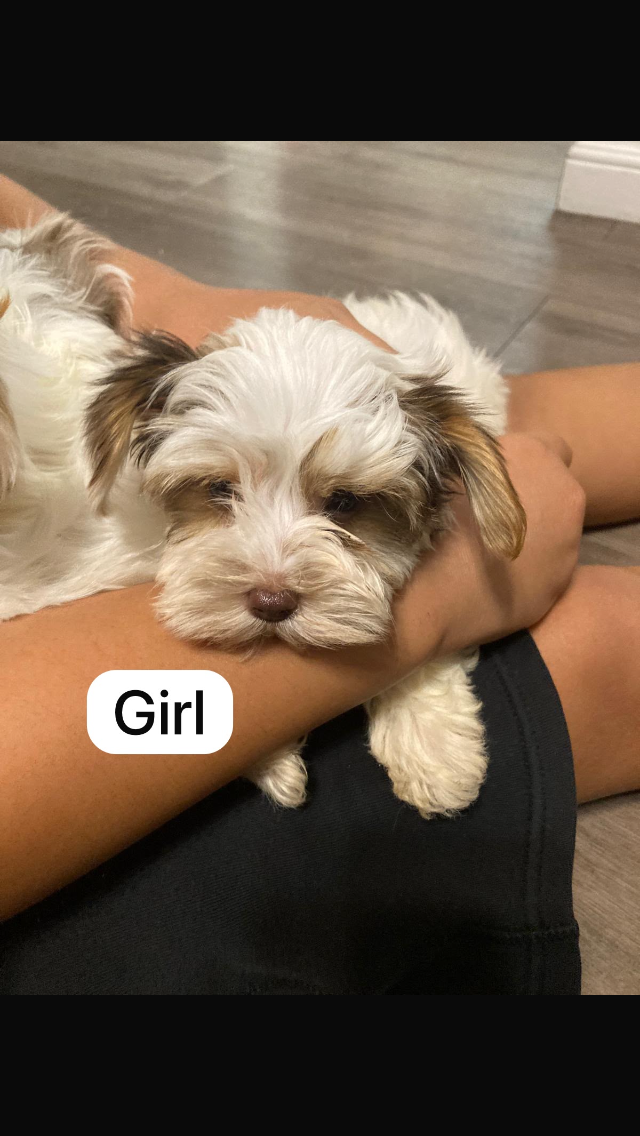 Parti Yorkie Puppies Available 