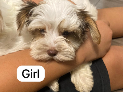 Parti Yorkie Puppies Available