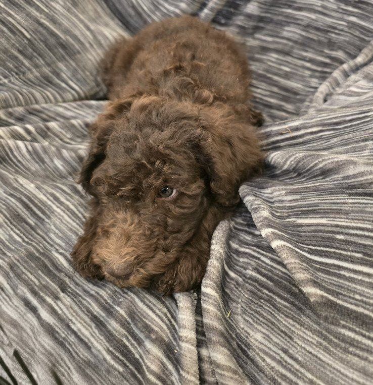 Hypoallergenic F1bb Standard Doodle Puppies Ready for Loving Homes