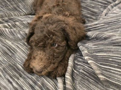 Hypoallergenic F1bb Standard Doodle Puppies Ready for Loving Homes