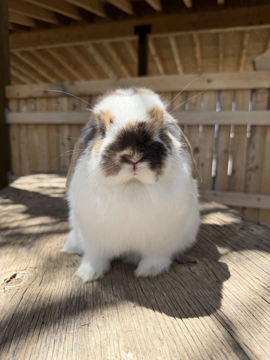 Adorable chunky Pedigreed VC Tri holland lop doe (free delivery to SLC, or South ID)