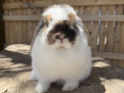 Adorable chunky Pedigreed VC Tri holland lop doe (free delivery to SLC, or South ID)