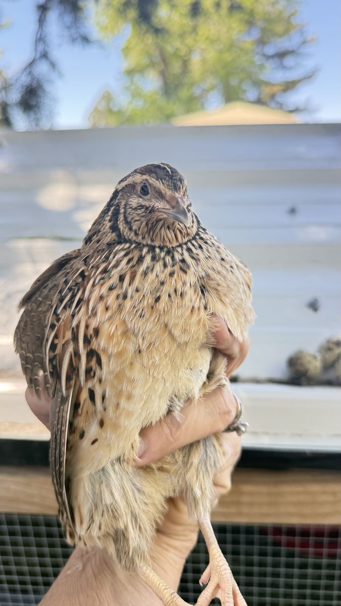Jumbo Coturnix Quail