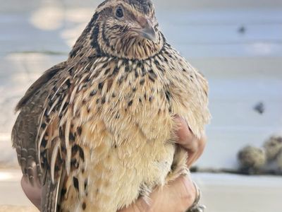 Jumbo Coturnix Quail