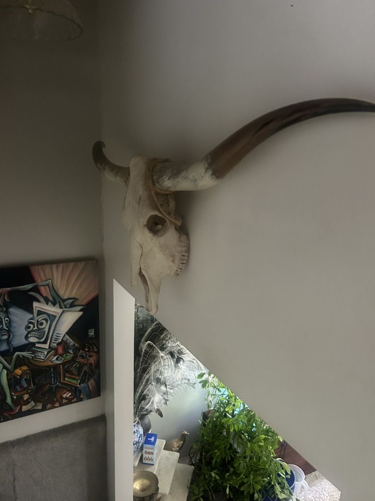 Texas Long Horn and Skull