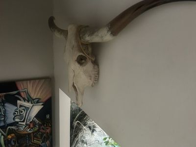 Texas Long Horn and Skull
