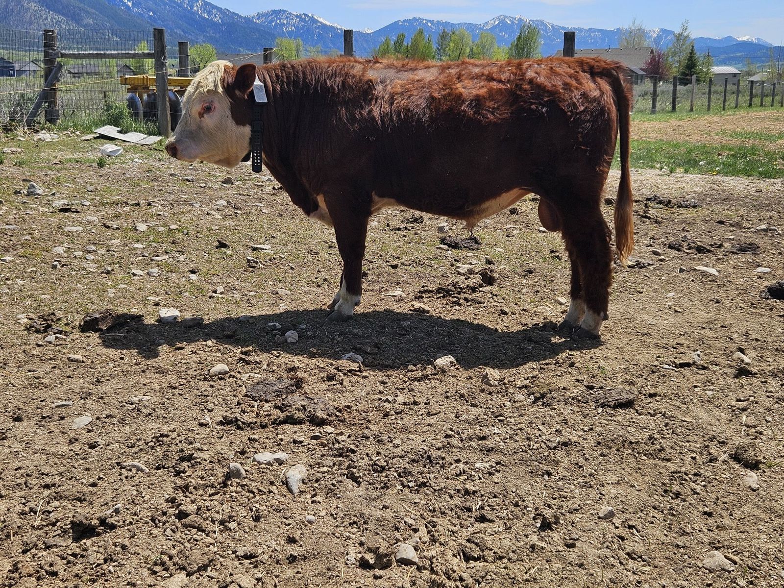 Polled Hereford bulls