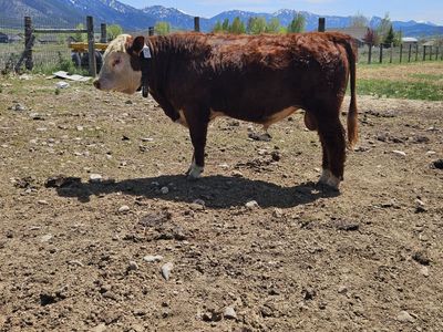 Polled Hereford bulls