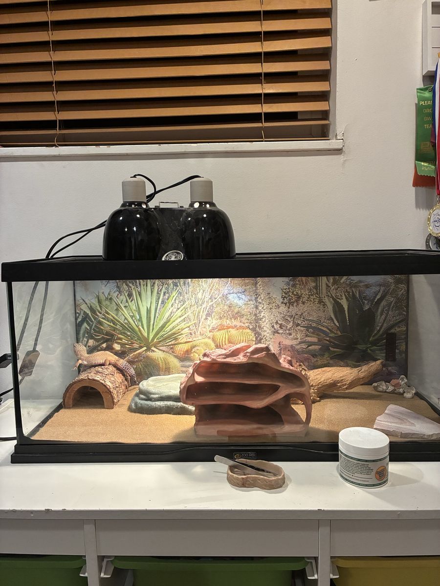 Leopard Gecko and Enclosure