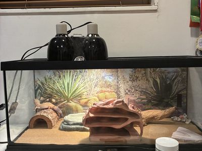 Leopard Gecko and Enclosure
