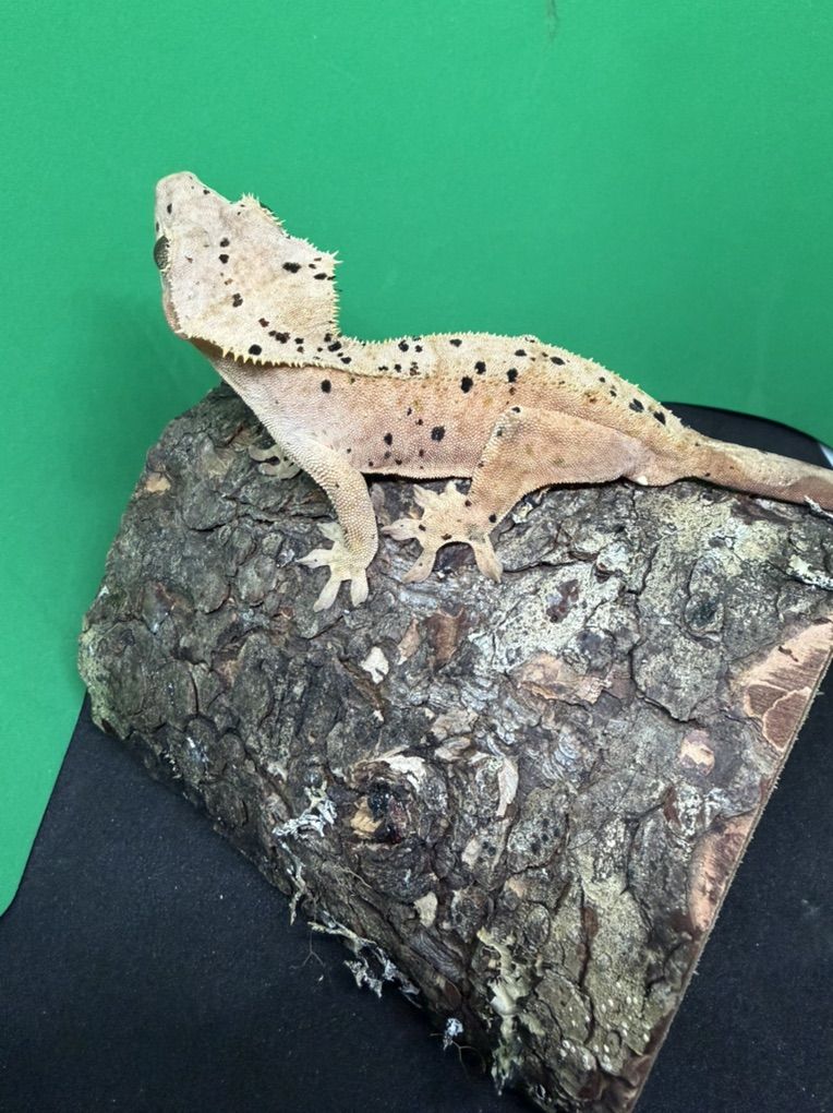 Make Crested GeckO