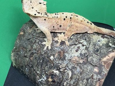 Make Crested GeckO