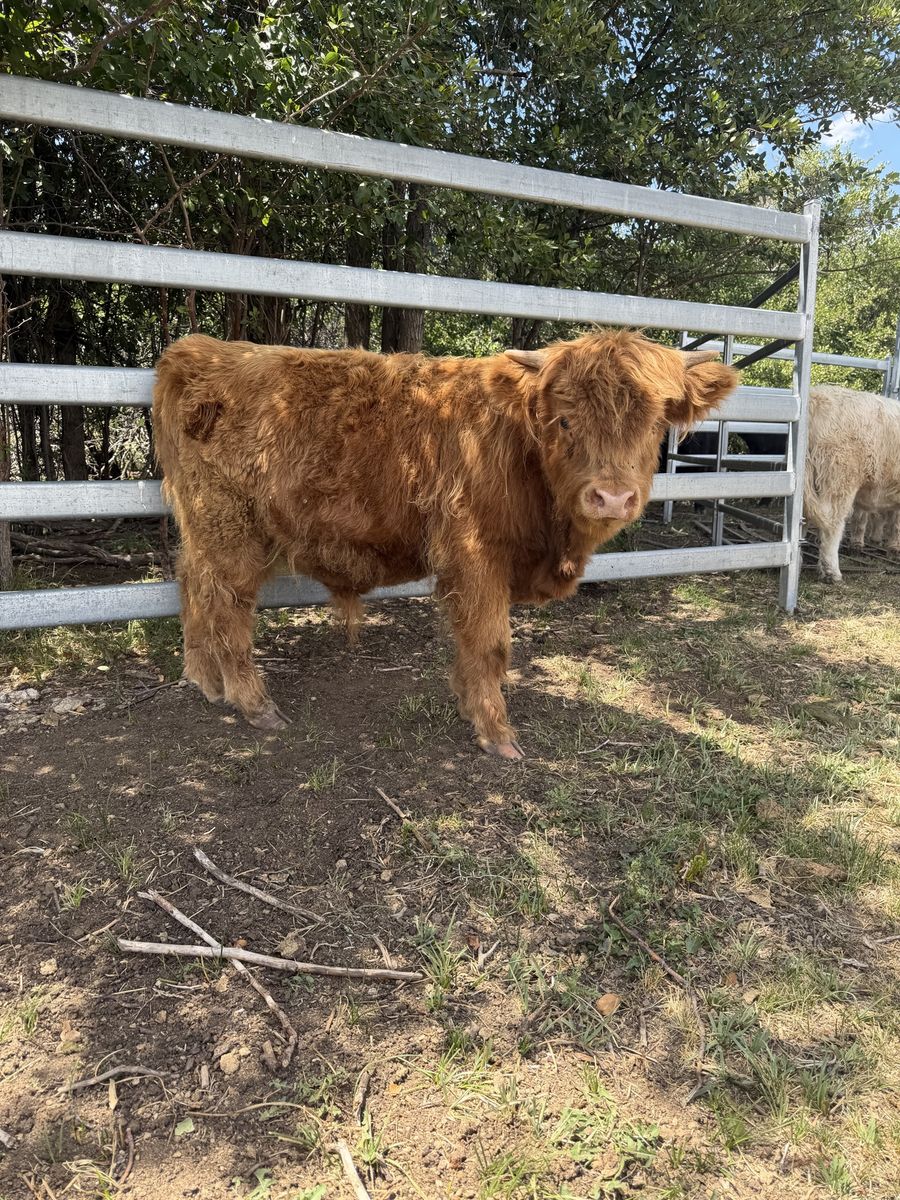 Highland Cattle Calf - Reddish Brown, Young Heifer/Steer
